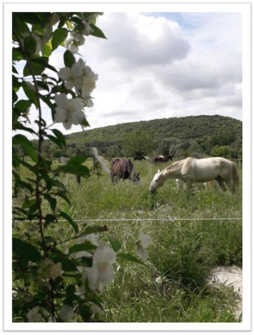 Charming Small House Close To Uzes Foissac  外观 照片